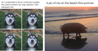 and-one-meme-of-a-pig-walking-on-the-beach-at-sunset-including-a-pic-of-me-on-the-beach-this-s...png