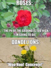 96bccd4f001f979f419d4d64bb2e4955-273687068.png