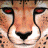 Cheetah2003
